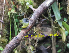 Ornate Flycatcher