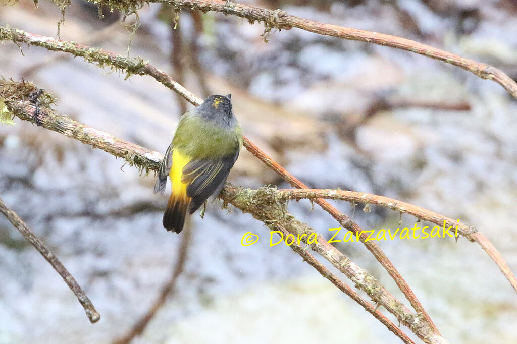 Ornate Flycatcher male adult, identification