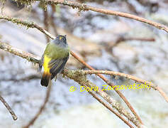 Ornate Flycatcher