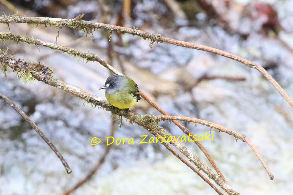 Ornate Flycatcher male adult, identification