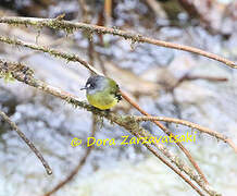 Ornate Flycatcher