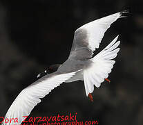 Swallow-tailed Gull