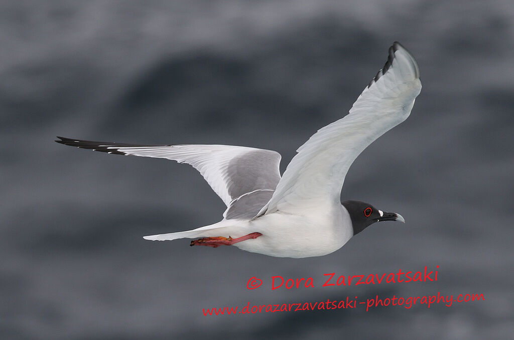 Mouette à queue fourchueadulte, Vol