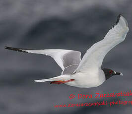 Mouette à queue fourchue