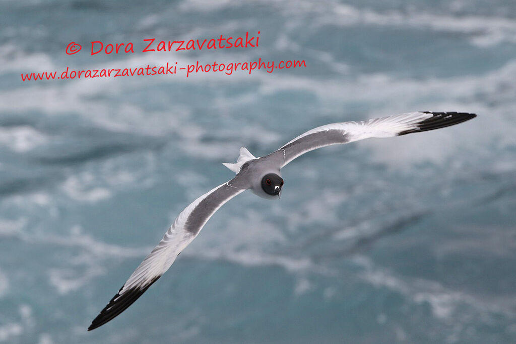 Mouette à queue fourchueadulte, Vol