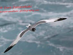 Swallow-tailed Gull