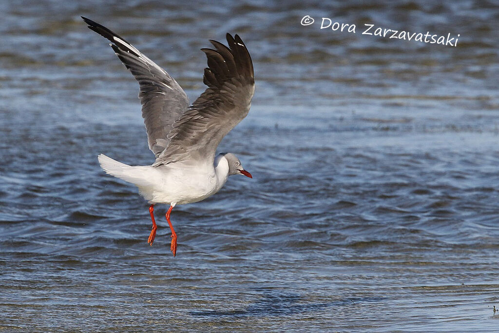 Mouette à tête griseadulte, Vol