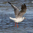 Mouette à tête grise