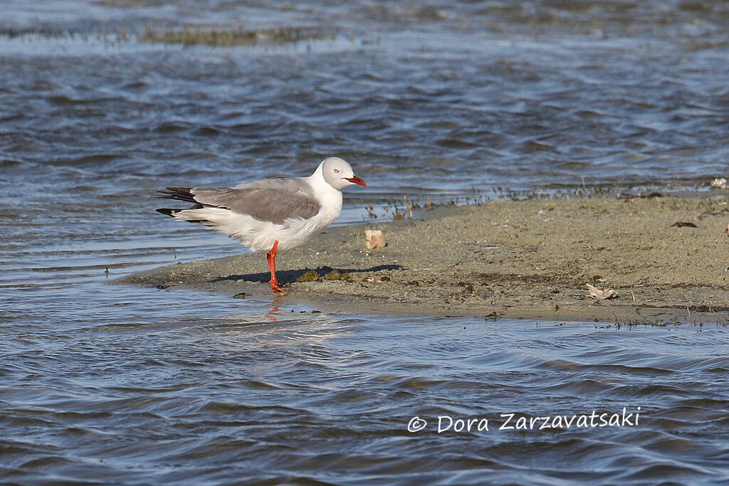 Mouette à tête griseadulte