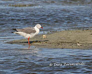 Mouette à tête grise