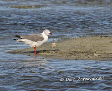 Grey-headed Gull