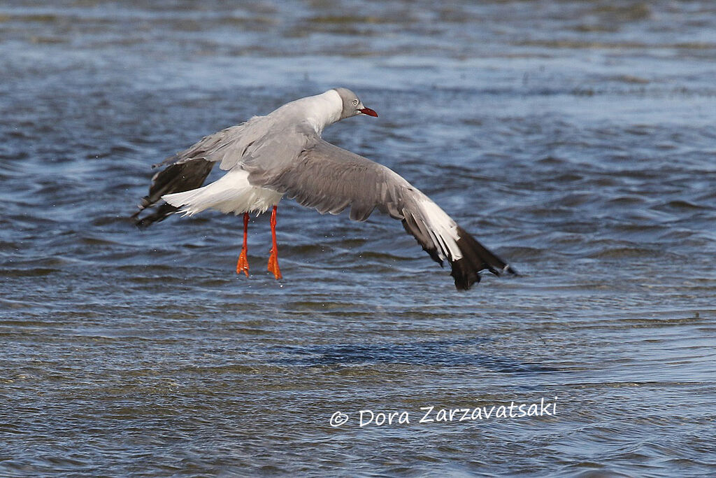 Mouette à tête griseadulte, Vol