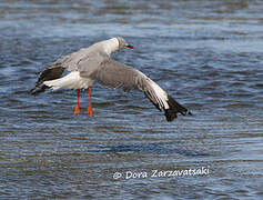 Grey-headed Gull