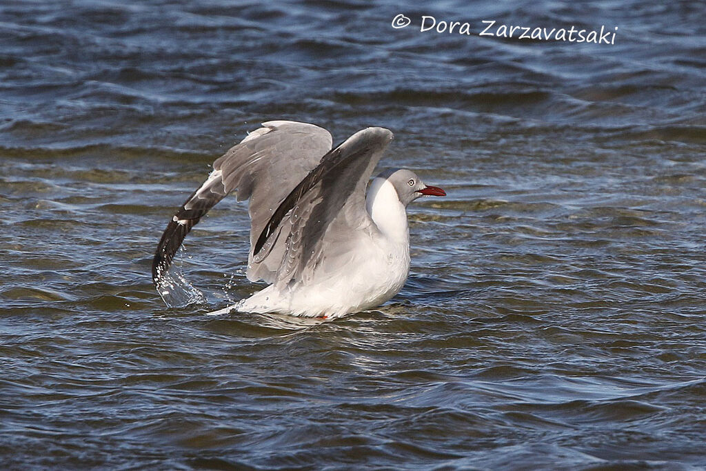 Mouette à tête griseadulte