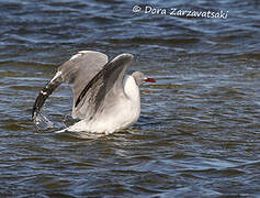 Mouette à tête grise