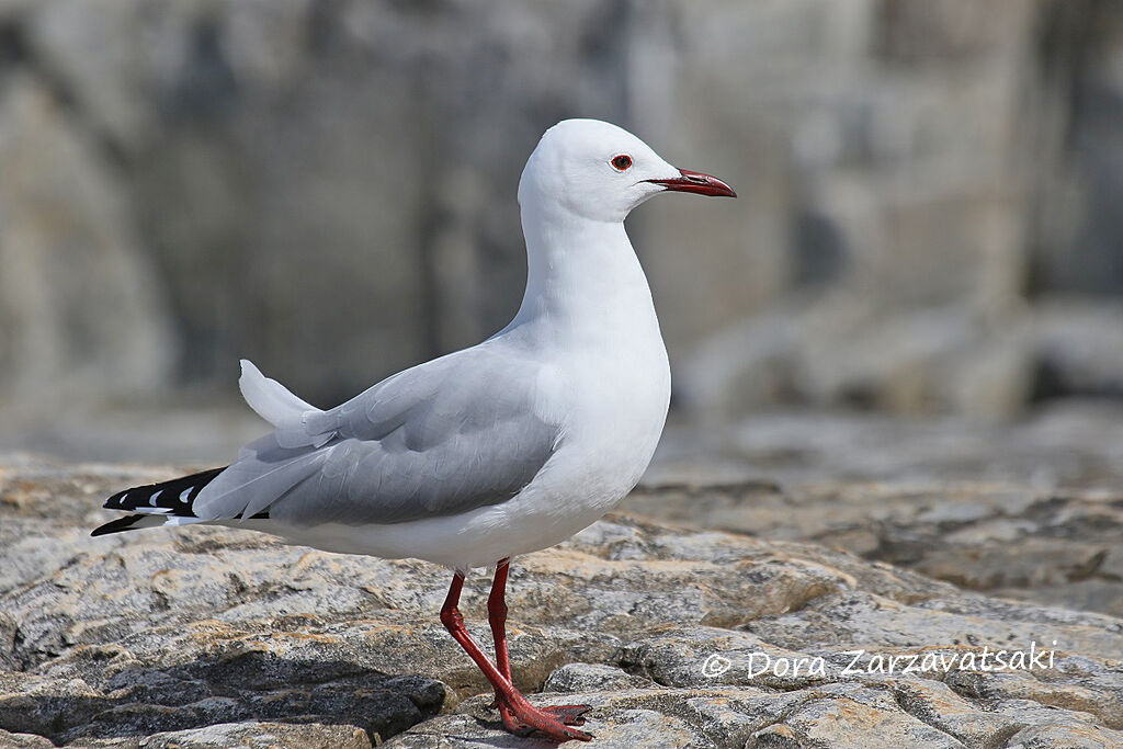 Hartlaub's Gulladult breeding