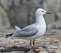 Hartlaub's Gull