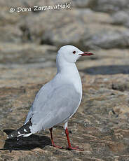 Mouette de Hartlaub