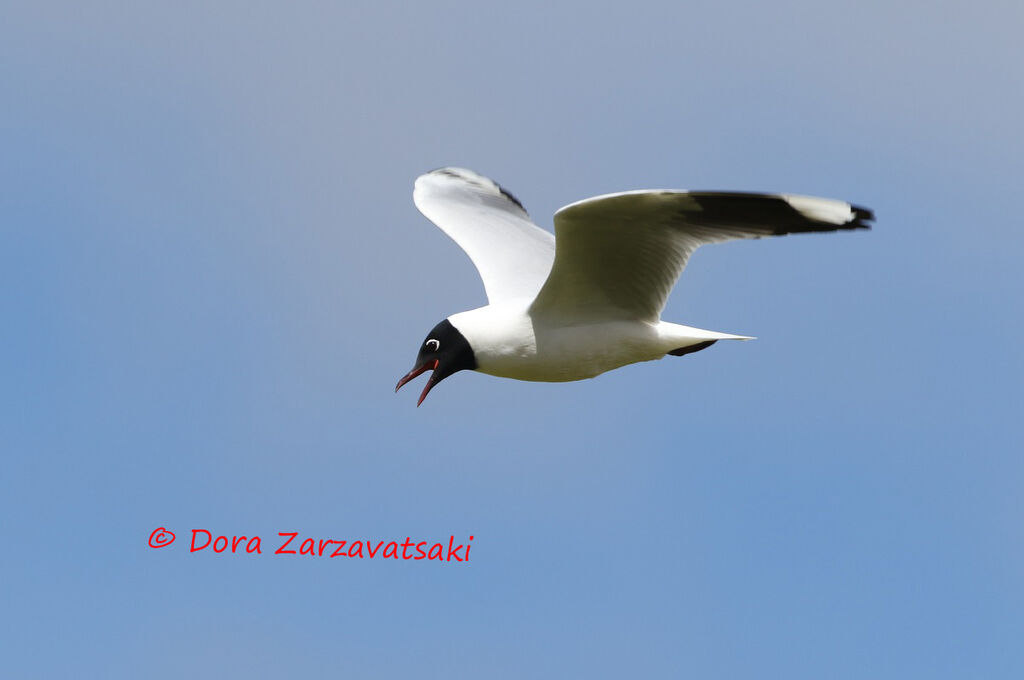 Mouette des Andesadulte, identification