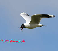 Andean Gull