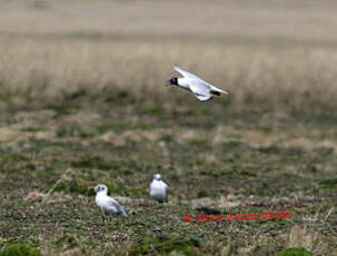 Mouette des Andes