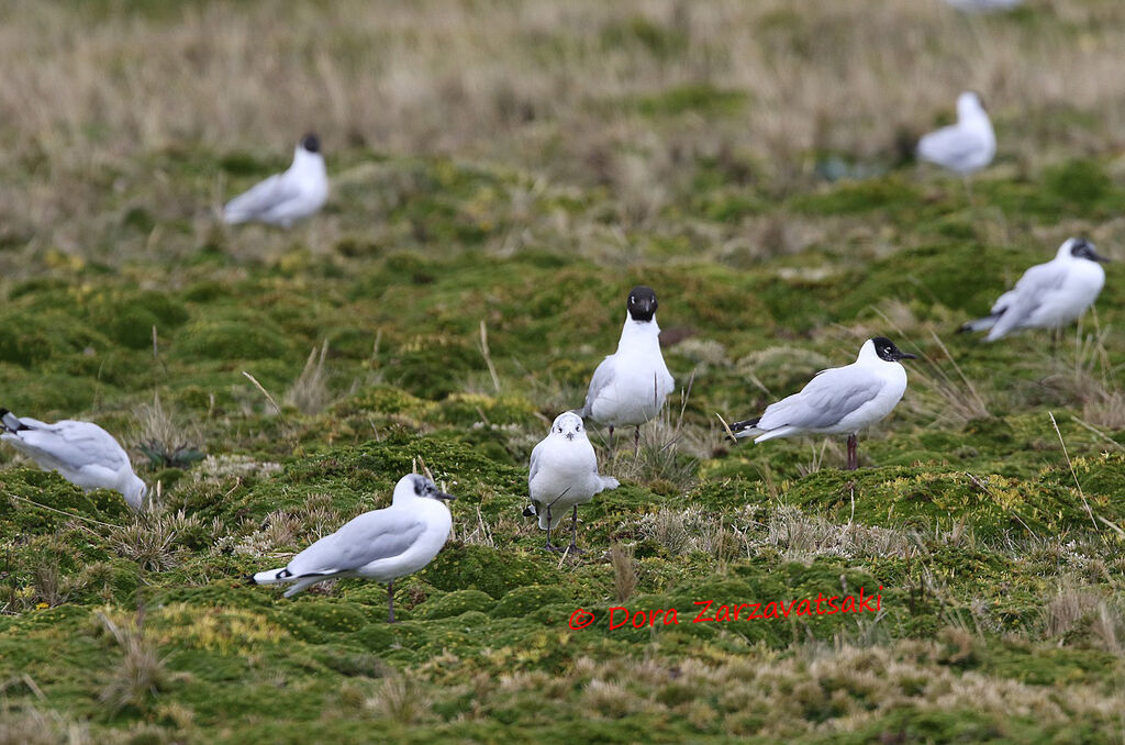 Mouette des Andes