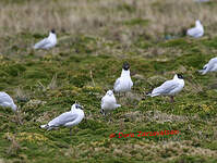 Mouette des Andes