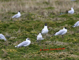 Mouette des Andes