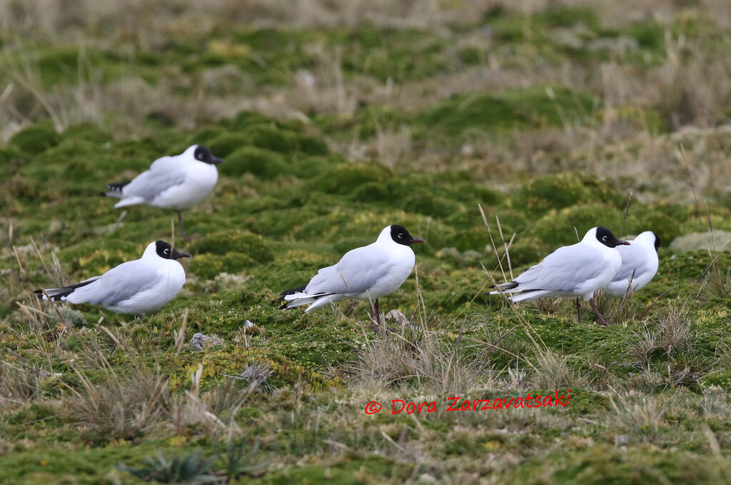 Mouette des Andes, habitat