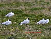 Mouette des Andes