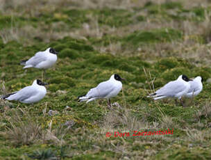 Mouette des Andes