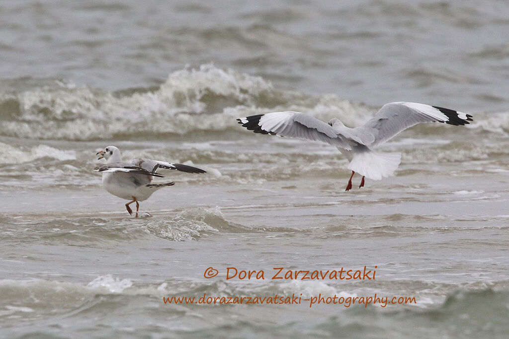 Brown-headed Gull, eats