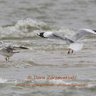 Mouette du Tibet