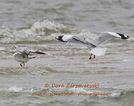 Mouette du Tibet