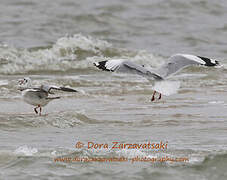 Mouette du Tibet