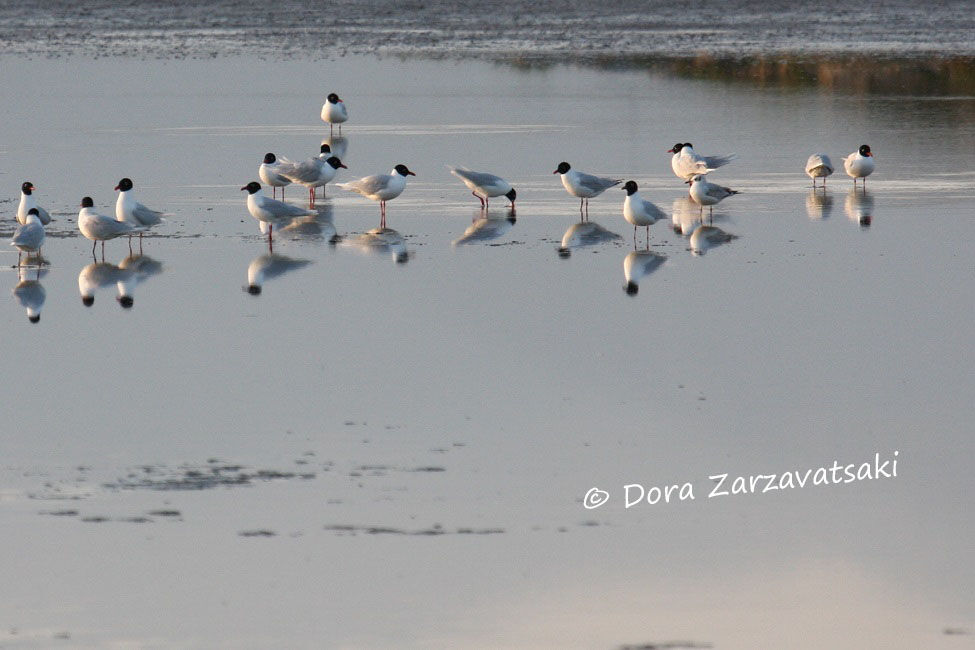 Mouette mélanocéphale