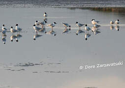 Mediterranean Gull