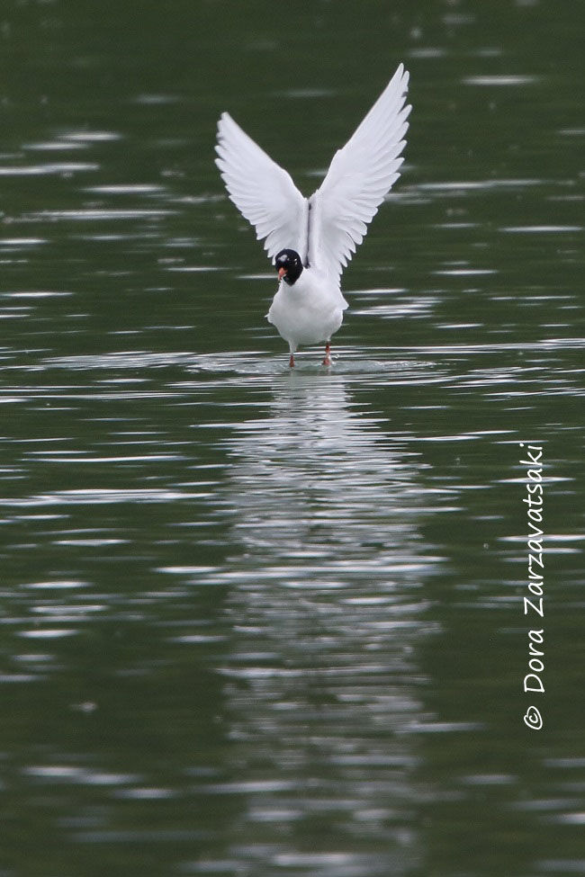 Mouette mélanocéphale