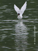 Mediterranean Gull