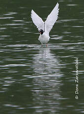 Mouette mélanocéphale