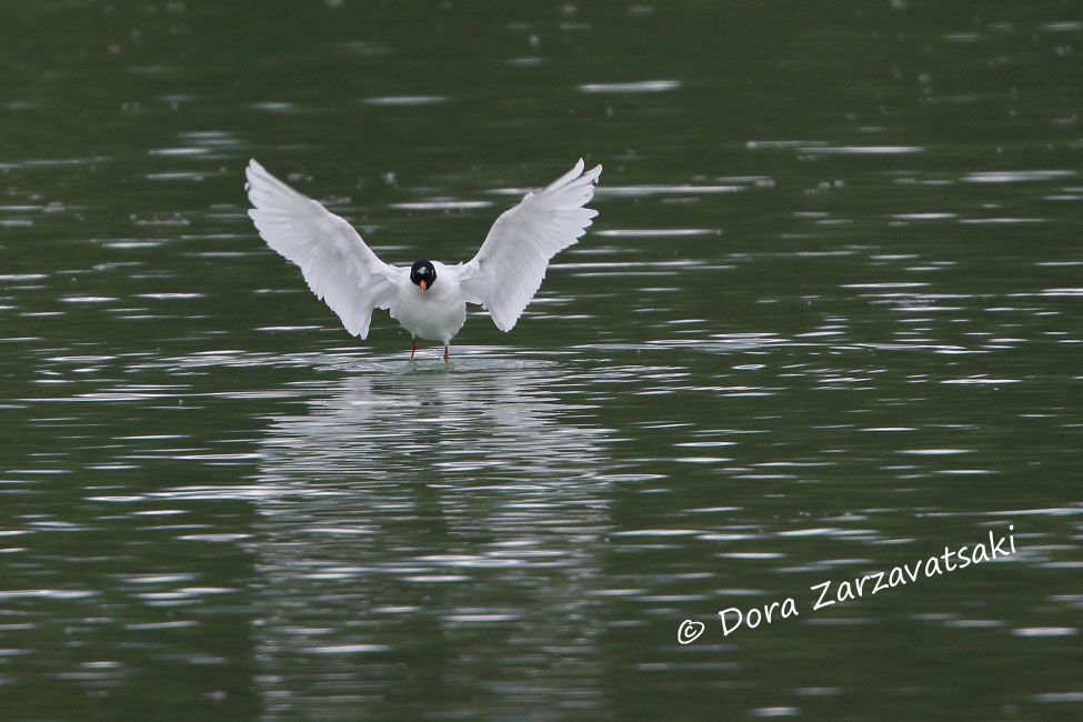 Mediterranean Gull