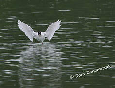 Mediterranean Gull