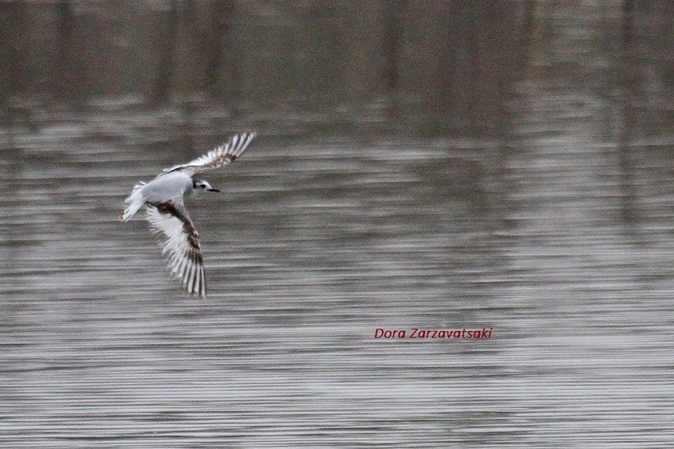 Little Gull