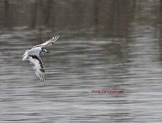 Little Gull