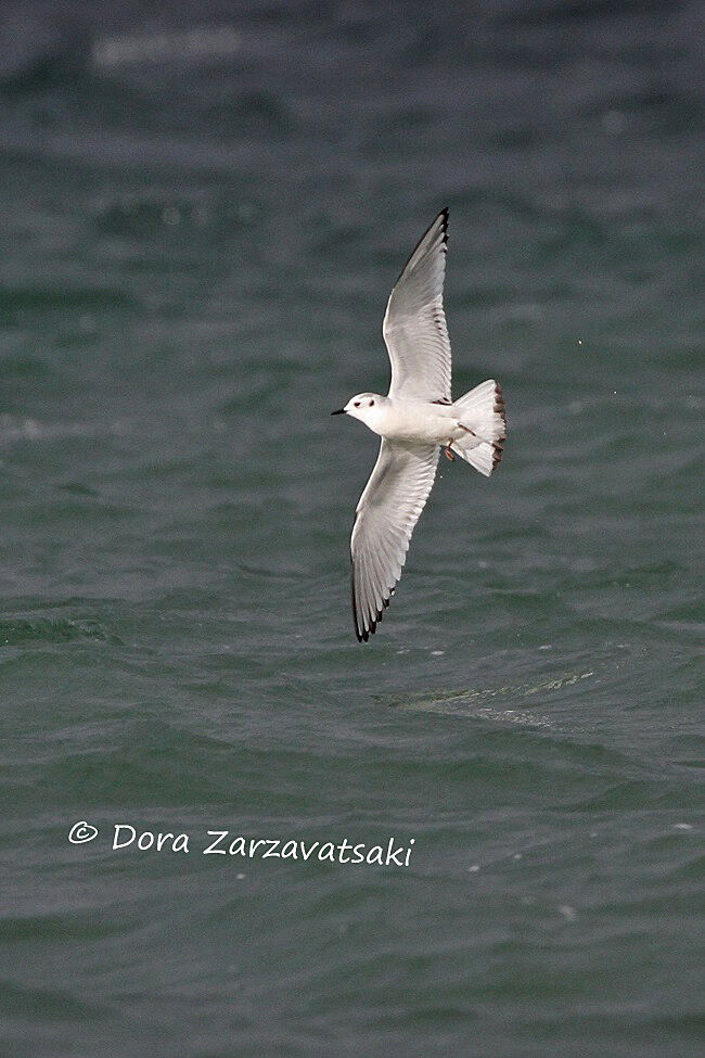 Little Gull