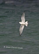 Little Gull