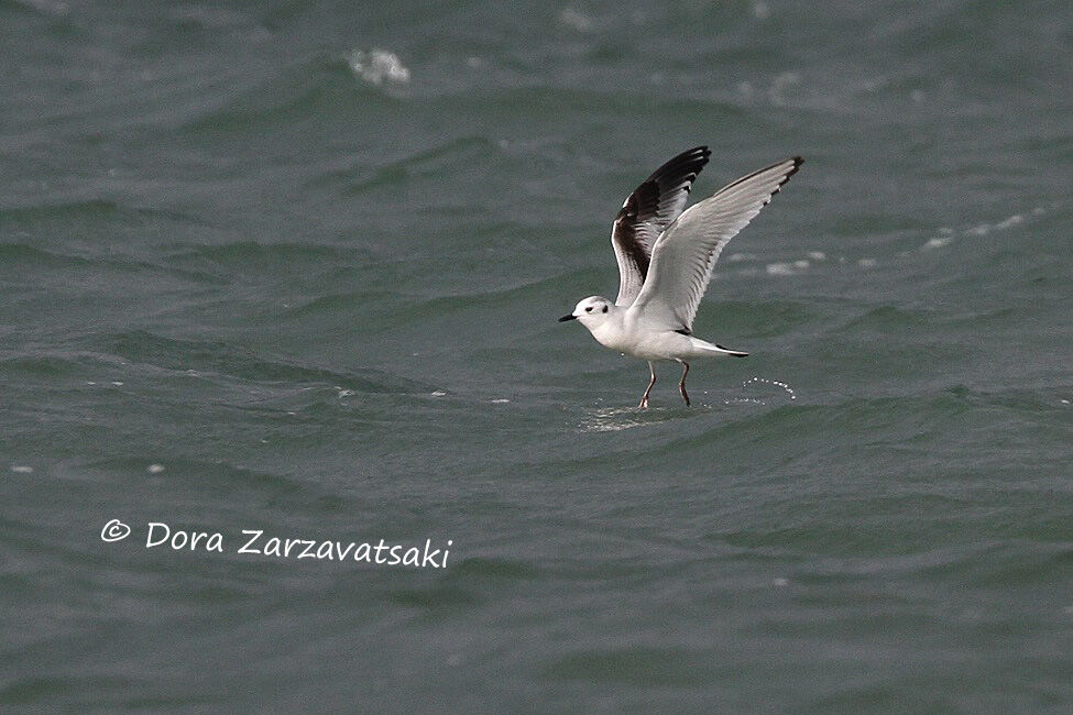 Mouette pygmée