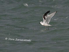 Mouette pygmée