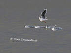 Mouette pygmée