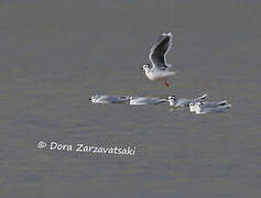 Mouette pygmée